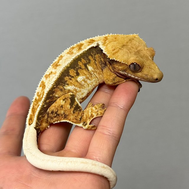 노멀 쿼드 풀핀 트라이 화이트핀 텐저린