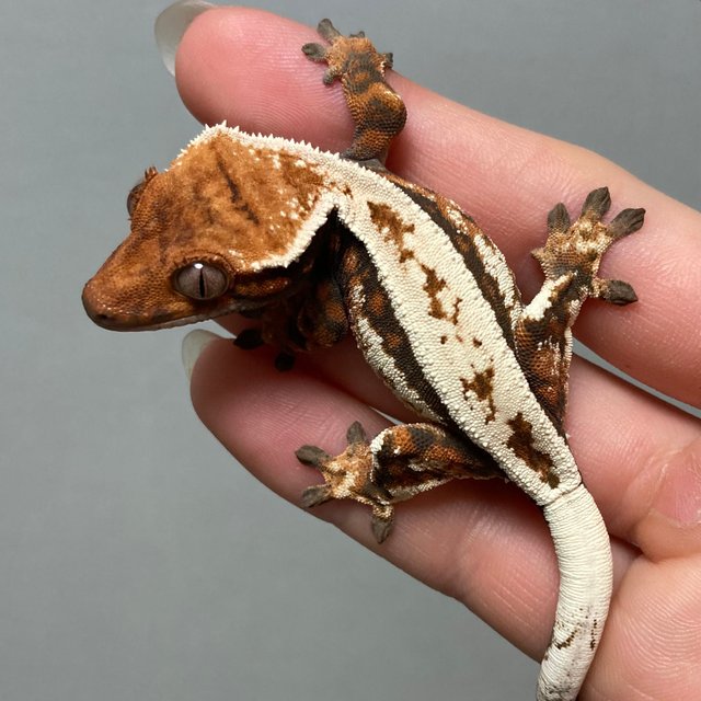 세이블 쿼드 풀핀 화이트크라운 텐저린