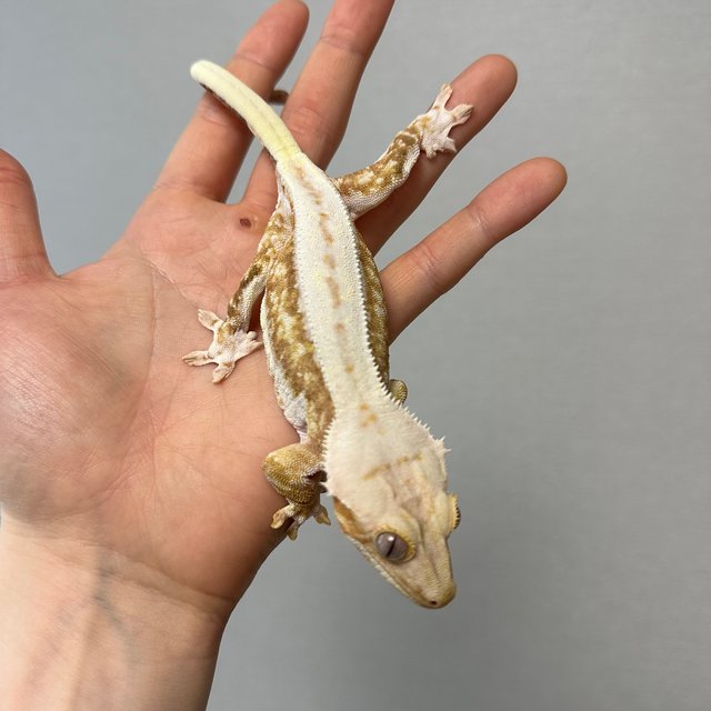 릴리화이트 크림