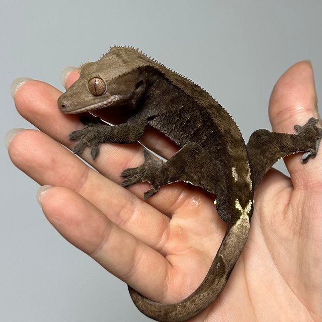 다크 카푸치노 패턴리스