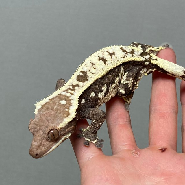 카푸치노 트라이 쿼드 화이트크라운 다크