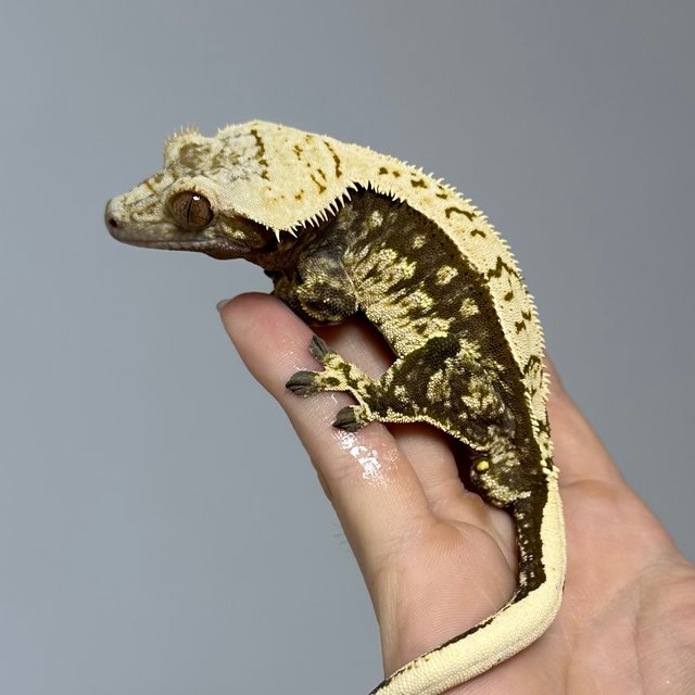 핀스트라이프 쿼드 화이트포트홀 다크 노멀