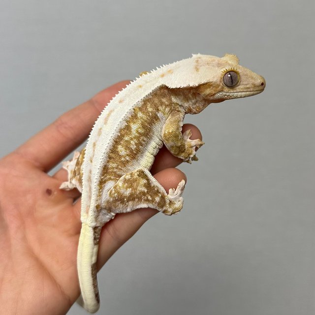 릴리화이트 크림