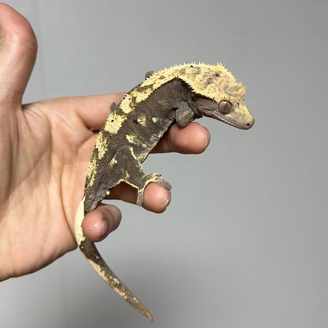 다크 플레임 노멀 달마시안