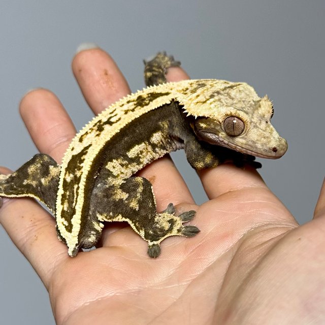 노멀 풀핀 쿼드 다크