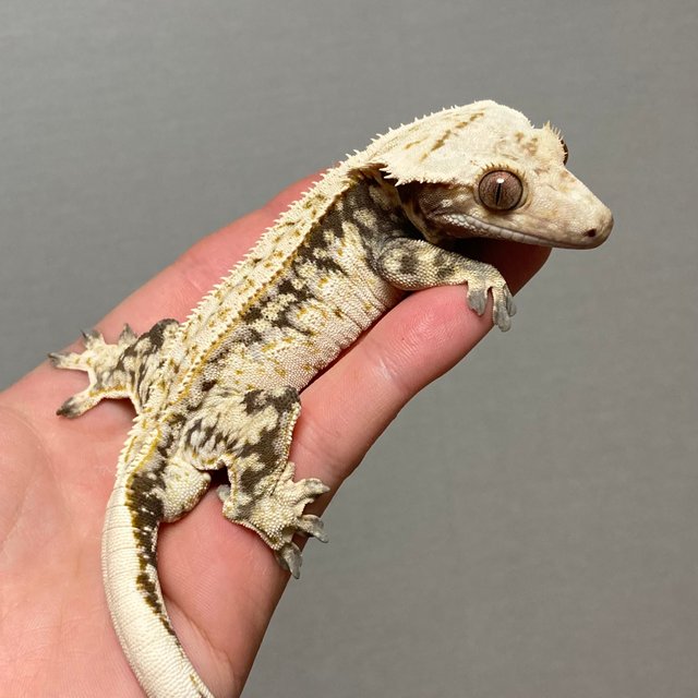 노멀 화이트핀 화이트크라운 드리피 쿼드 슈퍼스트라이프