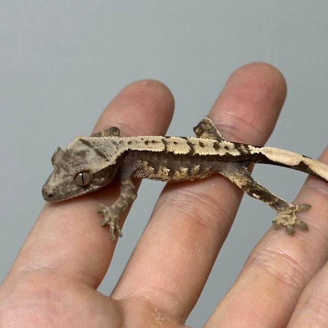 다크 익스트림할리퀸