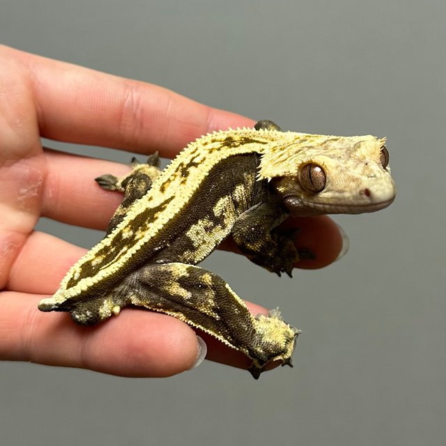 노멀 풀핀 쿼드 다크 슈퍼스트라이프