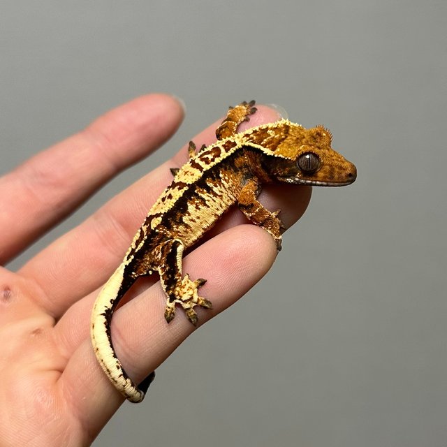 트라이 화이트크라운 텐저린 노멀