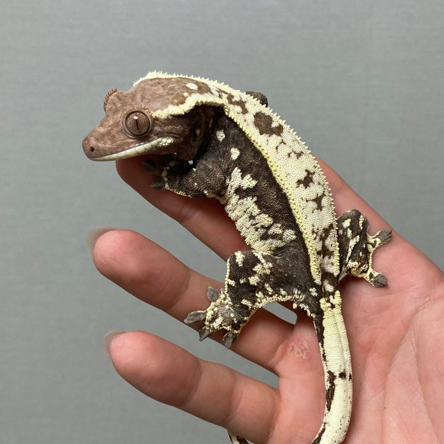 카푸치노 트라이 쿼드 화이트크라운 다크