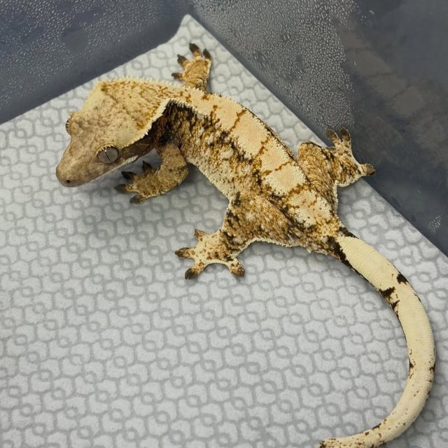 트라이 익스트림할리퀸 화이트스팟