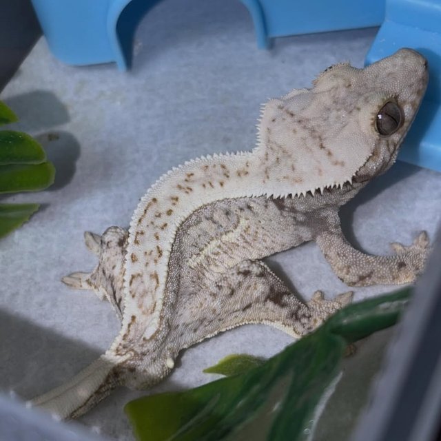 노멀 화이트스팟