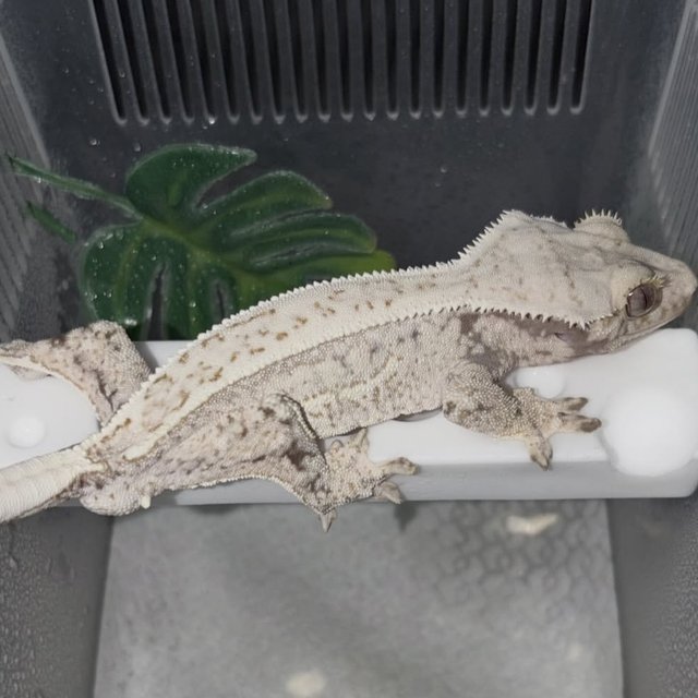 노멀 화이트스팟 화이트크라운 화이트핀