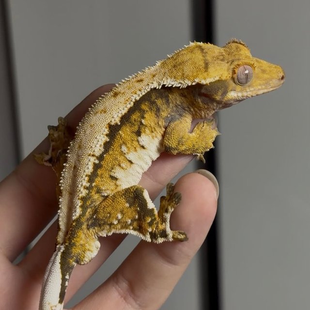 노멀 트라이 익스트림할리퀸