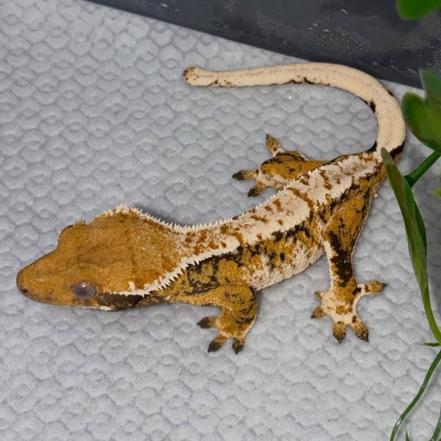 트라이 익스트림할리퀸