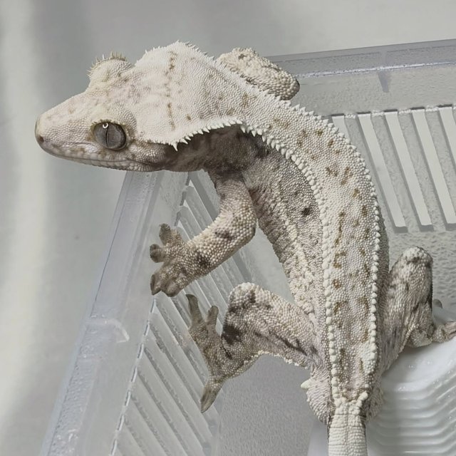 노멀 화이트스팟 화이트크라운 화이트핀