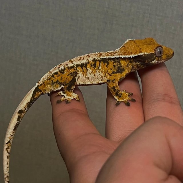 트라이 익스트림할리퀸