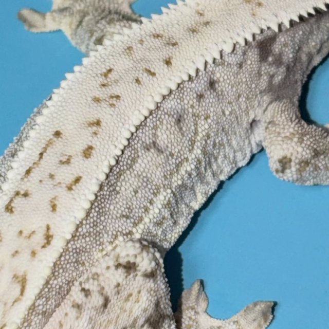 노멀 화이트스팟 화이트크라운 화이트핀