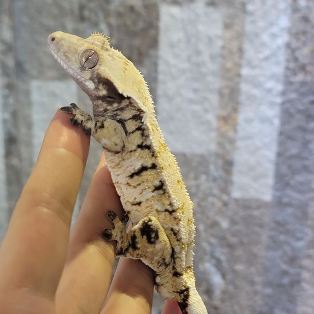 트라이