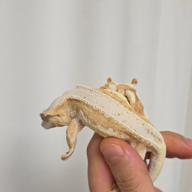 릴리화이트 크림 크림시클