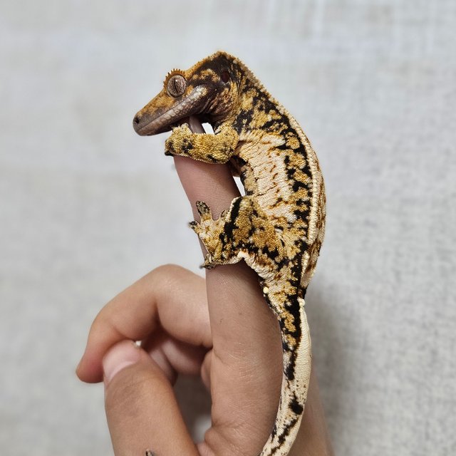 트라이 노멀 쿼드