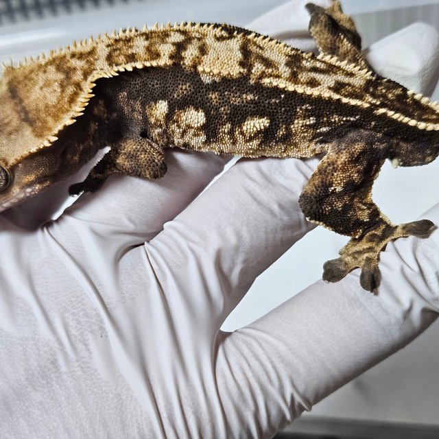 노멀 화이트스팟