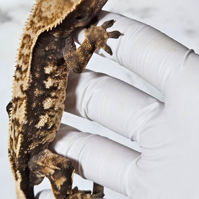 노멀 화이트스팟