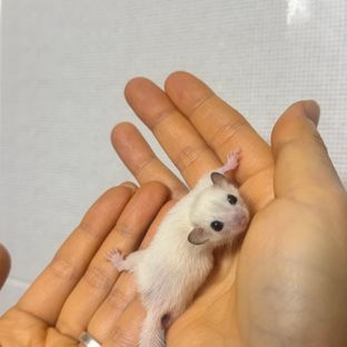 루시스틱