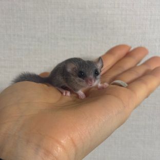 헤드스팟