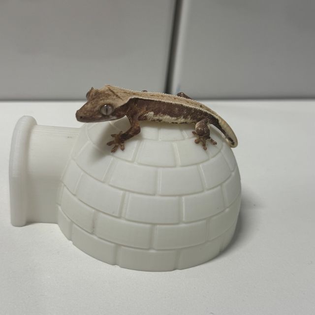 릴리화이트