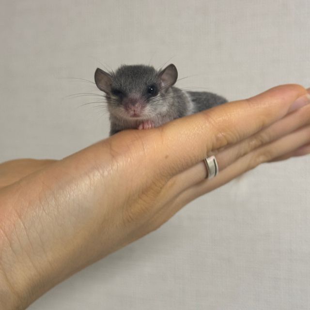 파이드