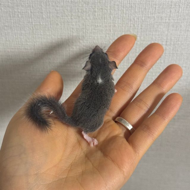 헤드스팟