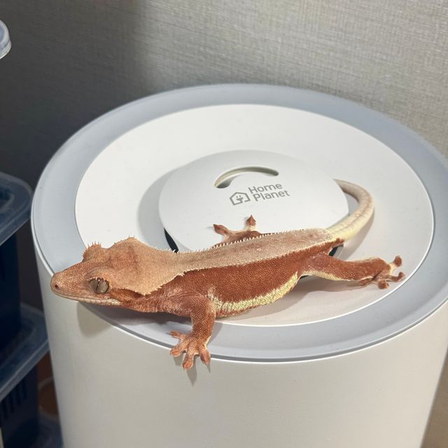 릴리화이트 팬텀 레드