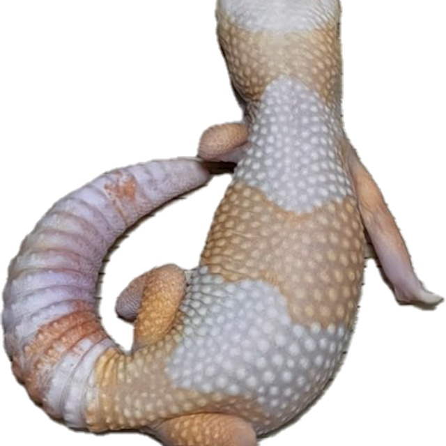 아멜라니스틱 카라멜