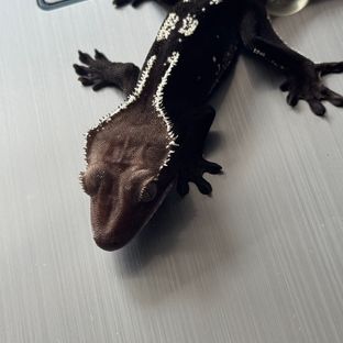 아잔틱