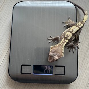 세이블