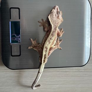 세이블