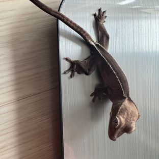 아잔틱