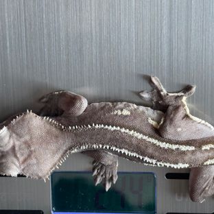아잔틱
