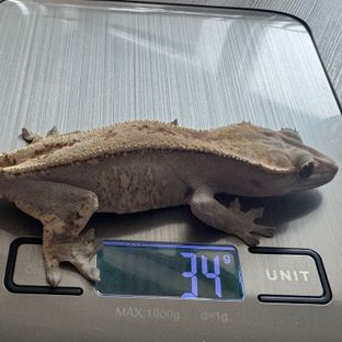 세이블