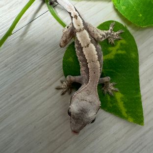 세이블