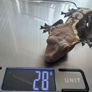 세이블