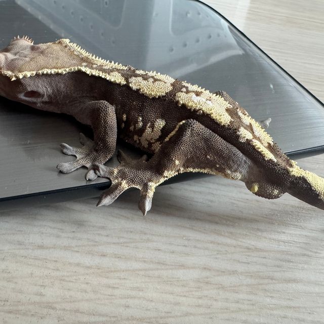세이블