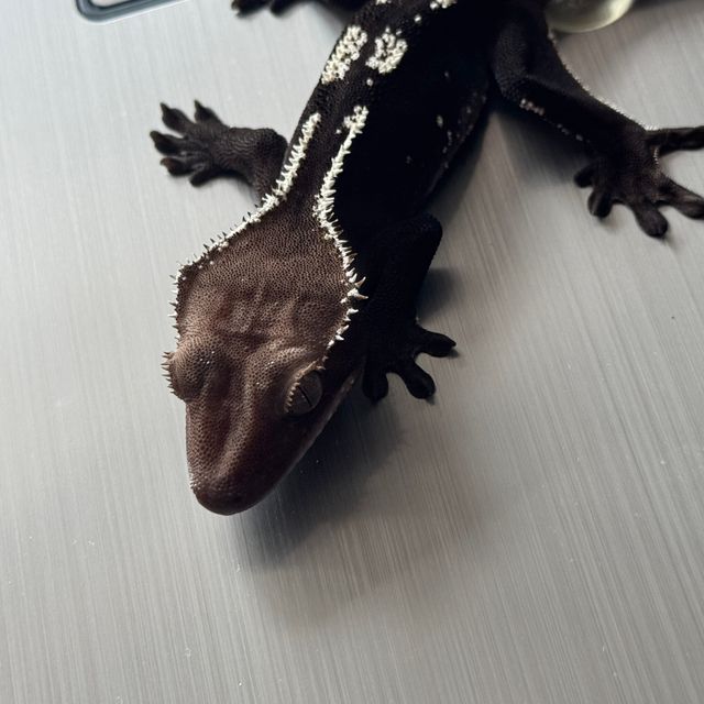 아잔틱