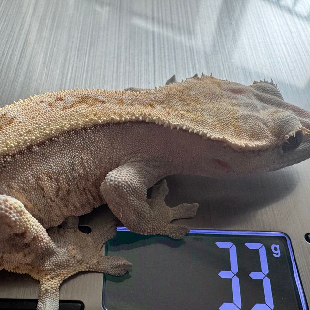 세이블