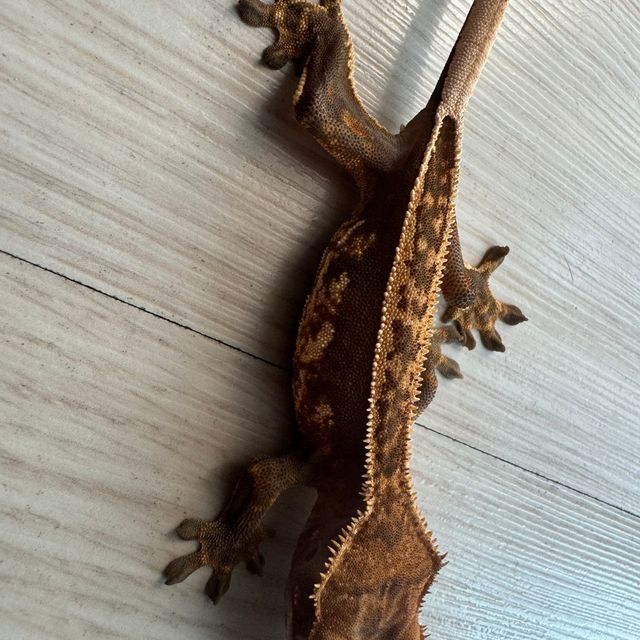 노멀 트라이 할리퀸 풀핀
