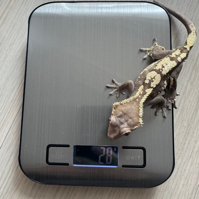 세이블