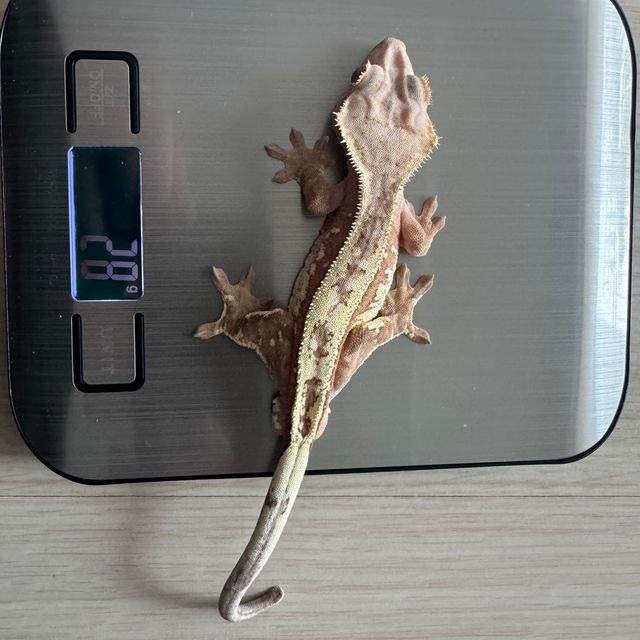 세이블