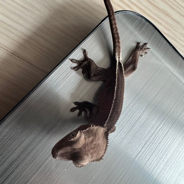 아잔틱