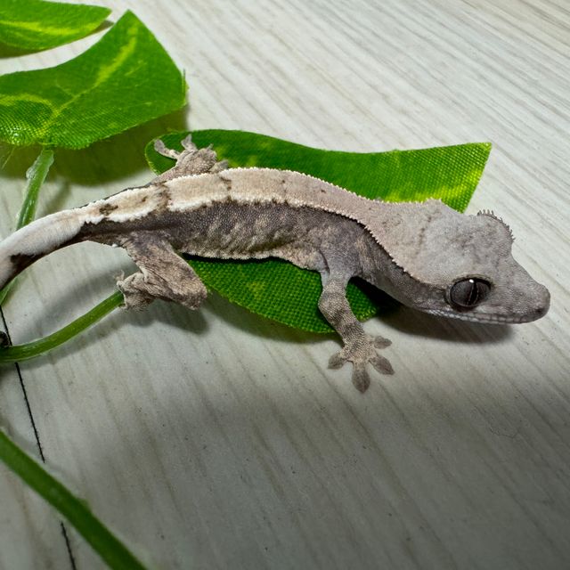 세이블